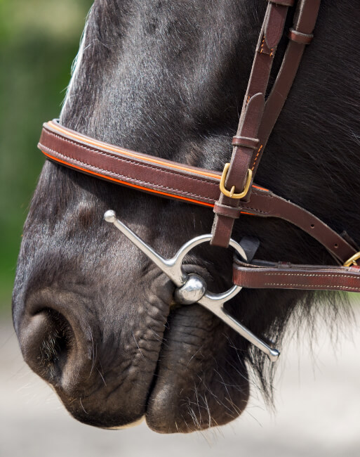 Le bridon sur-mesure, élément important pour le confort du cheval