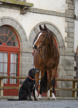 Sellerie Lefeuvre à Lamballe : votre artisan au service du confort de votre cheval comme de votre chien