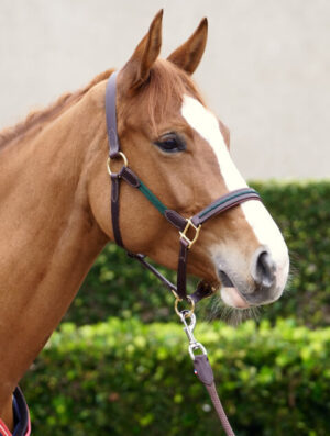 Licol Nevez en cuir a la doublure douce et aux finitions soignées pour le bien-être de votre cheval