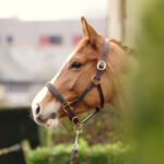 Licol cheval Nevez, une création signée Sellerie Lefeuvre