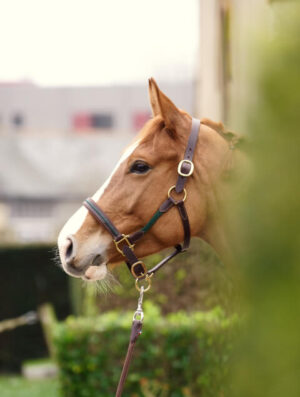 Licol cheval Nevez, une création signée Sellerie Lefeuvre