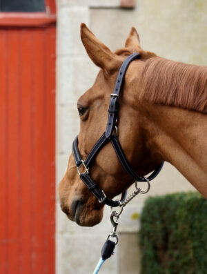 Licol Cosquer pour cheval fabriqué à Lamballe en Bretagne