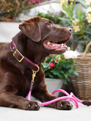 Collier pour chien en cuir confortable et chic