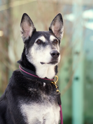 collier confortable pour chien