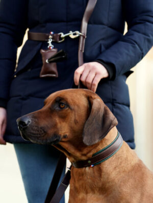 Collier en cuir pour chien made in France