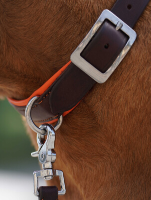 Collier pour chien en cuir de qualié supérieure résistant