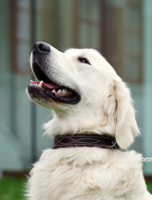 Collier en cuir Buguélès un confort incomparable pour votre chien