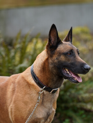 Collier pour chien Buguélès, une création signée Sellerie Lefeuvre