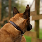 collier pour chien Buguélès en cuir français cousu main en Bretagne