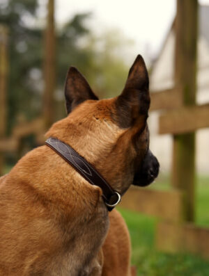 collier pour chien Buguélès en cuir français cousu main en Bretagne