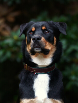 Collier pour chien alliant confort et style made in France