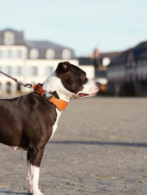 Collier pour chien haut de gamme fabrication artisanale minutieuse en France