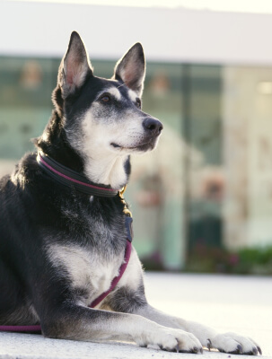 collier pour chien au style unique
