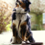 Laisse en cuir français de haute qualité pour chien