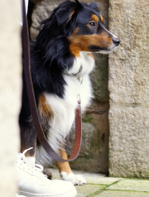 Laisse en cuir pour chien : une fabrication française