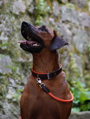 Laisse Glaz cuir et corde pour chien Made in Bretagne dans mon atelier à Lamballe