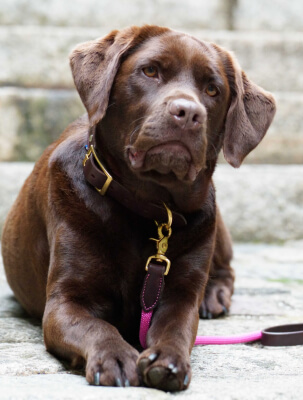 Laisse pour chien en cuir français de haute qualité réalisé sur mesure par la Sellerie Lefeuvre