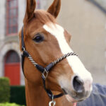 Licol Glaz pour cheval