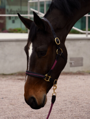 Licol Nevez pour le confort du cheval, cousu main en France avec des matériaux résistants et de qualité
