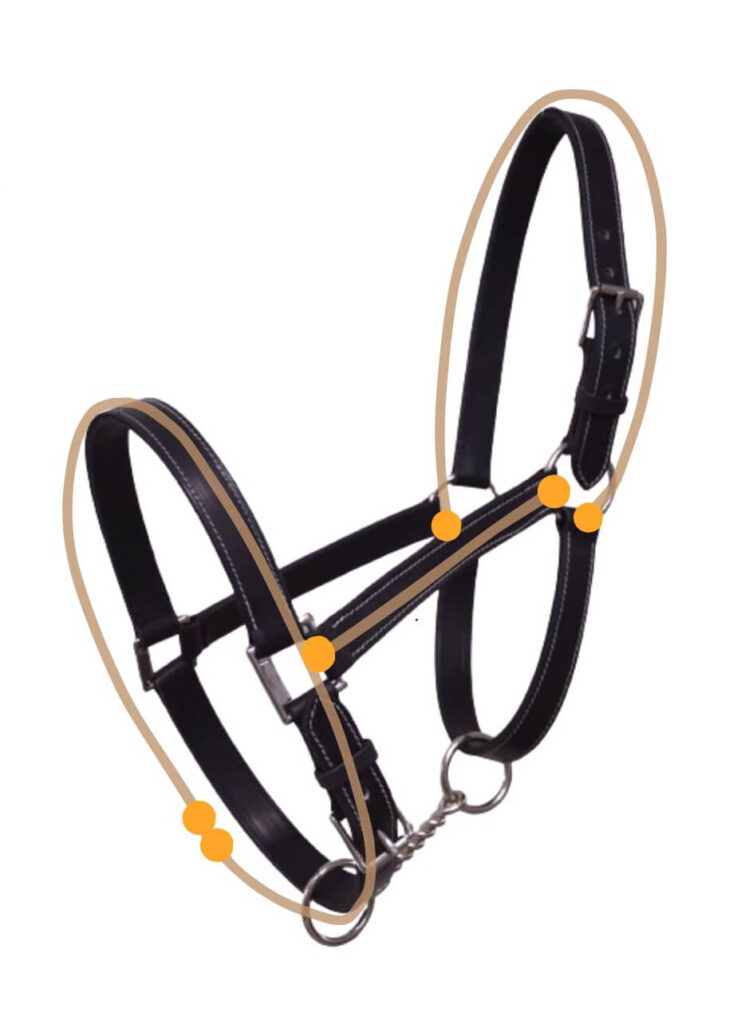 Schéma licol - Comment prendre les mesures du licol pour mon cheval