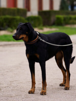 Laisse en cuir et chaînette