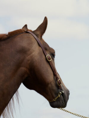Bridon de présentation en cuir pour chevaux de Trait