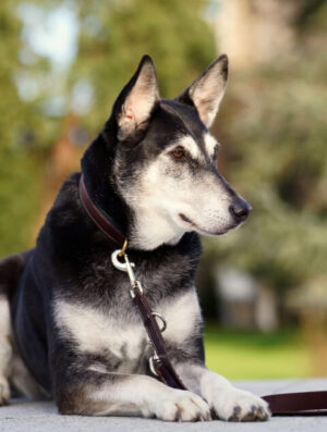 Laisse en cuir à réglage multiposition