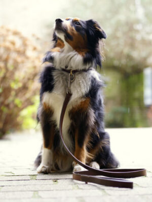 Laisse en cuir pour chien