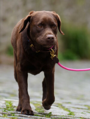 Laisse Glaz en cuir et corde colorée