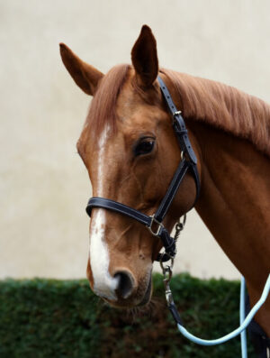 Licol Cosquer pour cheval