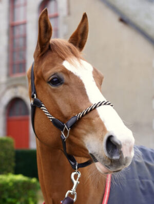 Licol Glaz pour cheval