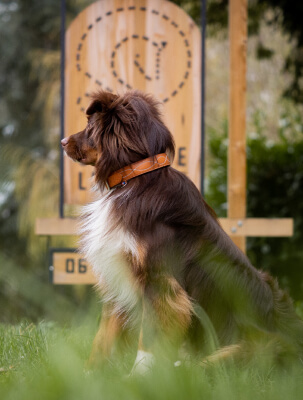 Équipement pour le chien en cuir sur-mesure