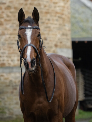 les limites du matériel industriel pour l'équipement du cheval