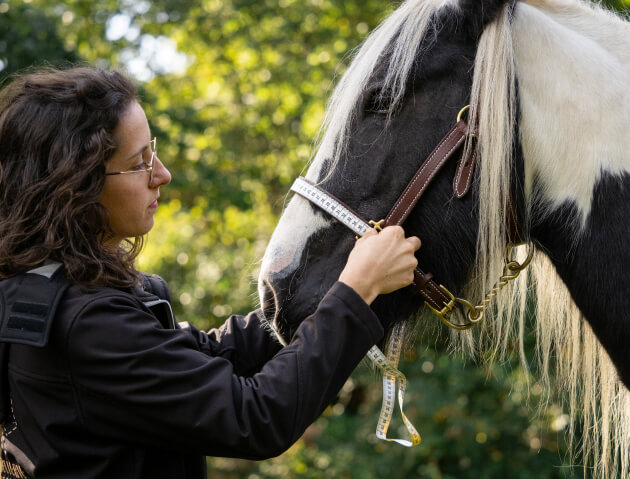 sellière-harnacheur et ergonome équin