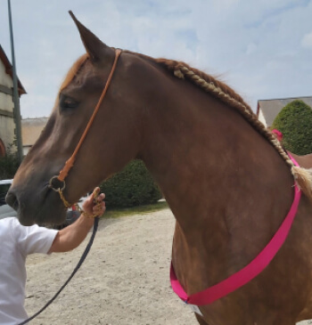 Une analyse approfondie de vos besoins et du matériel d'harnachement en cuir sur-mesure pour cheval de trait
